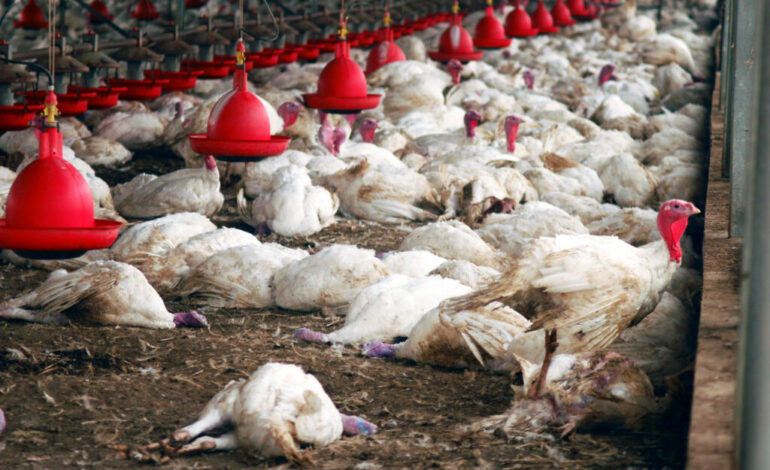  Gripe aviária: Trabalhador de granja no RS é isolado por suspeita de contaminação com o vírus