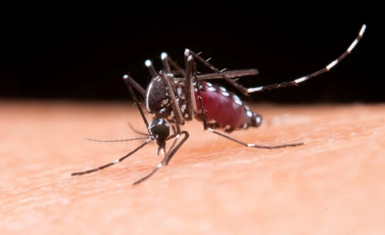 OMS alerta para risco global de epidemia da Chikungunya; Brasil lidera número de casos e mortes